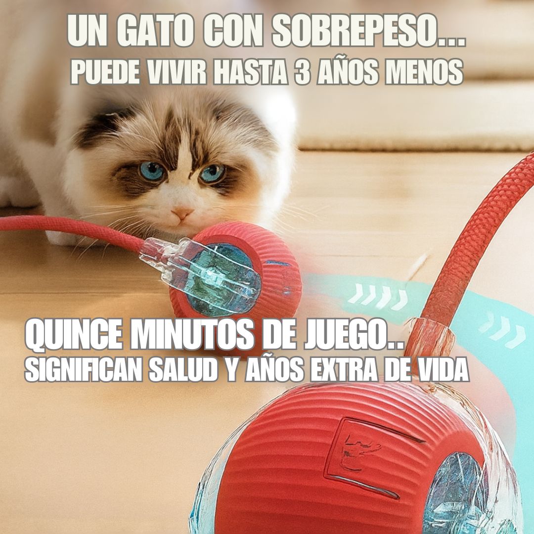 Smart Cat Ball – Salud en Movimiento